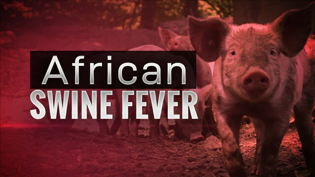  아프리카돼지열병(African Swine Fever)와 ASF virus