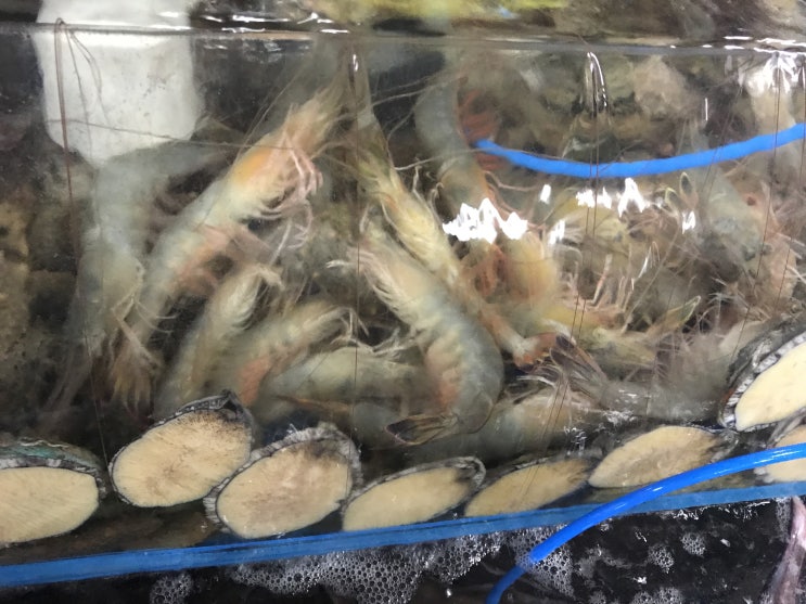  살아있는 자연산 대하?? 물밖으로 나오는 즉시 다 죽는다던데....