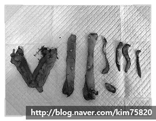  치근단 농양과 불임수술과 전유선절제를 동시에 실시한 노령견 강아지 부산해운대 우동24시간동물야간응급진료  