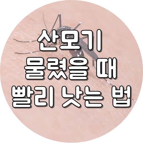  계곡 갔다가 산모기 테러 / 산모기 물렸을때 빨리 낫는 법