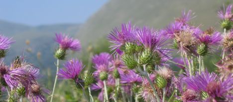  밀크씨슬(Milk Thistle) 추천제품들
