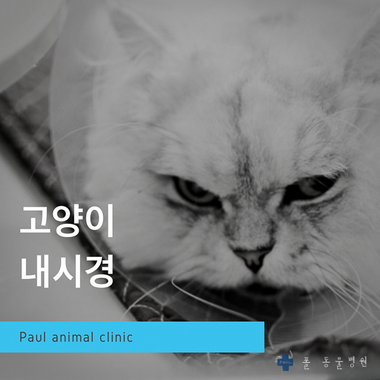  고양이 실 삼켰을때, 내시경 & 성남 분당 24시 폴 동물병원(용인, 수지, 판교, 광주)
