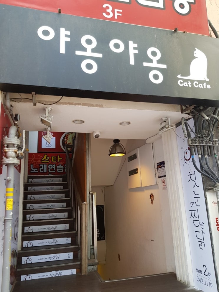  울산 성남동 캣카페 야옹야옹캣카페 코양이카페 힐링 좋다