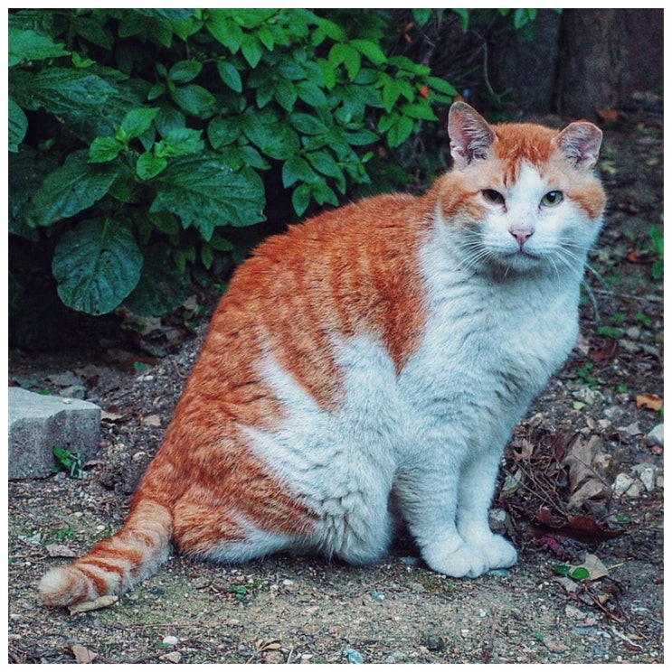  고양이 (gr3)