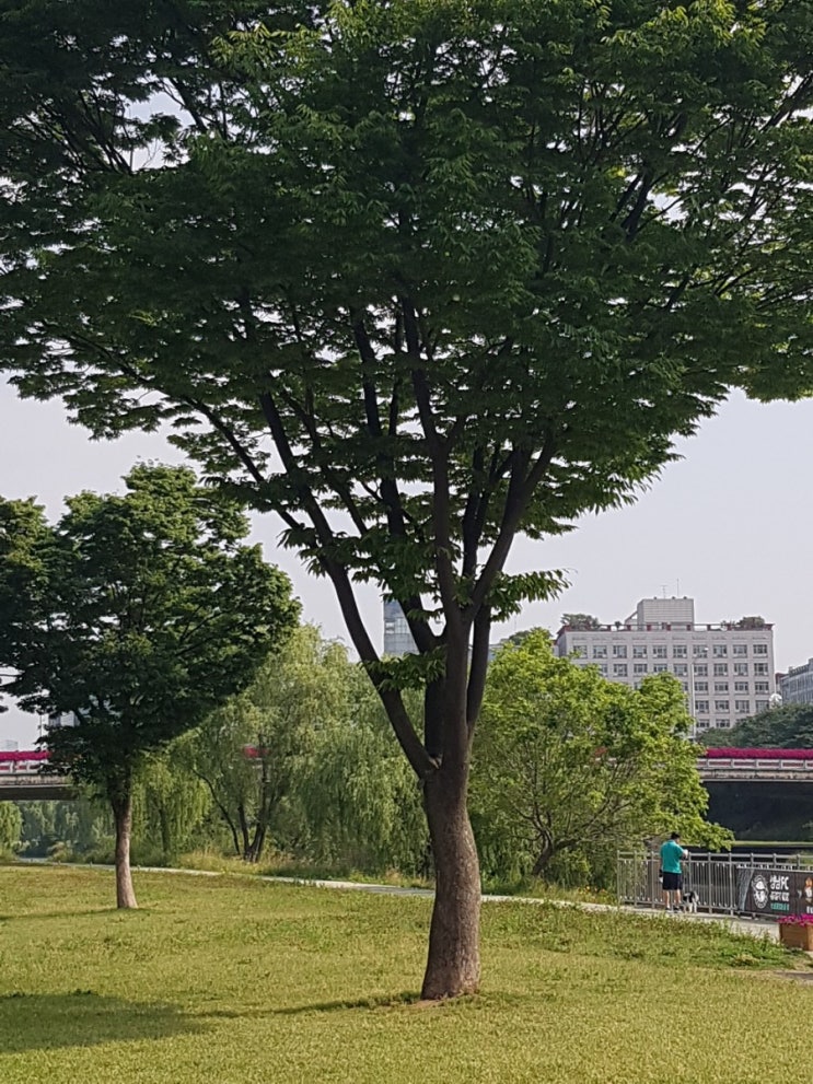  분당탄천의 여름