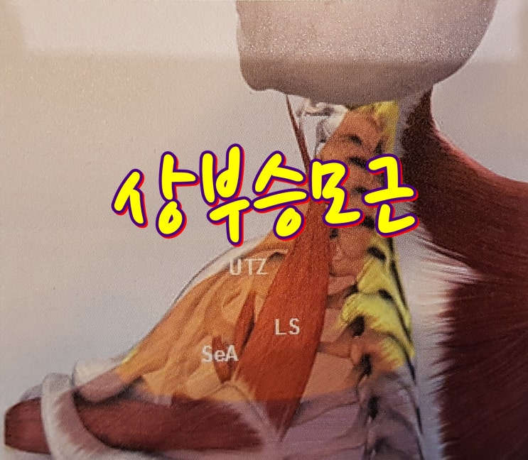  상부승모근·견갑거근·전거근 기능, 어깻죽지근육의 종류와 통증치료
