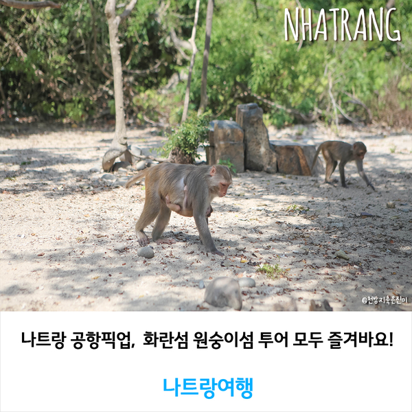  나트랑 공항픽업,  화란섬 원숭이섬 투어 모두 즐겨바요!