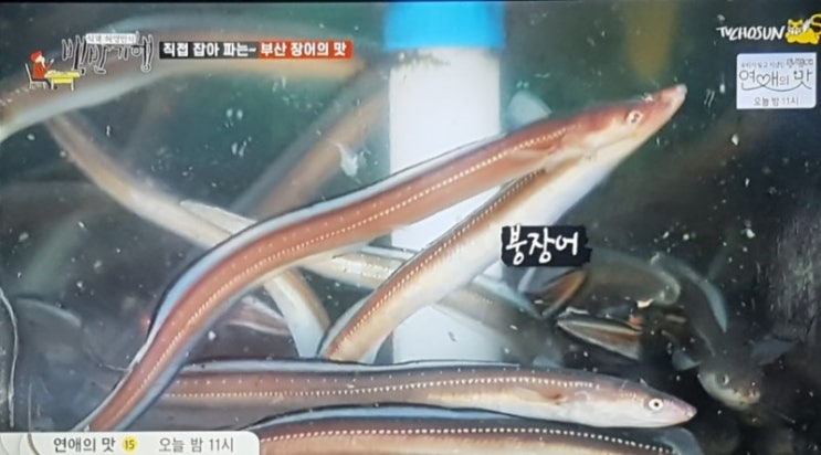  리얼맛집! 신의경지 갓장어삼합 "등나무가든"