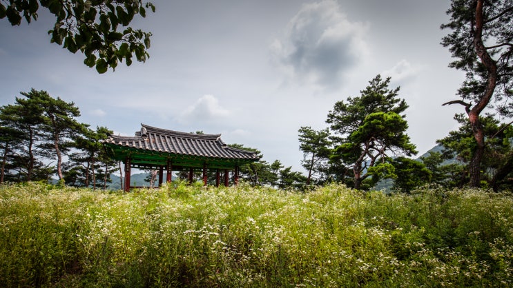  충신은 두 임금을 섬기지 않는다- 괴산 피세정