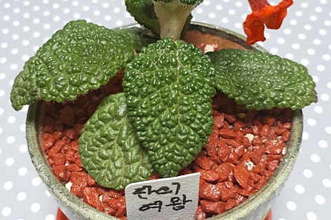 들꽃다육식물 이미지