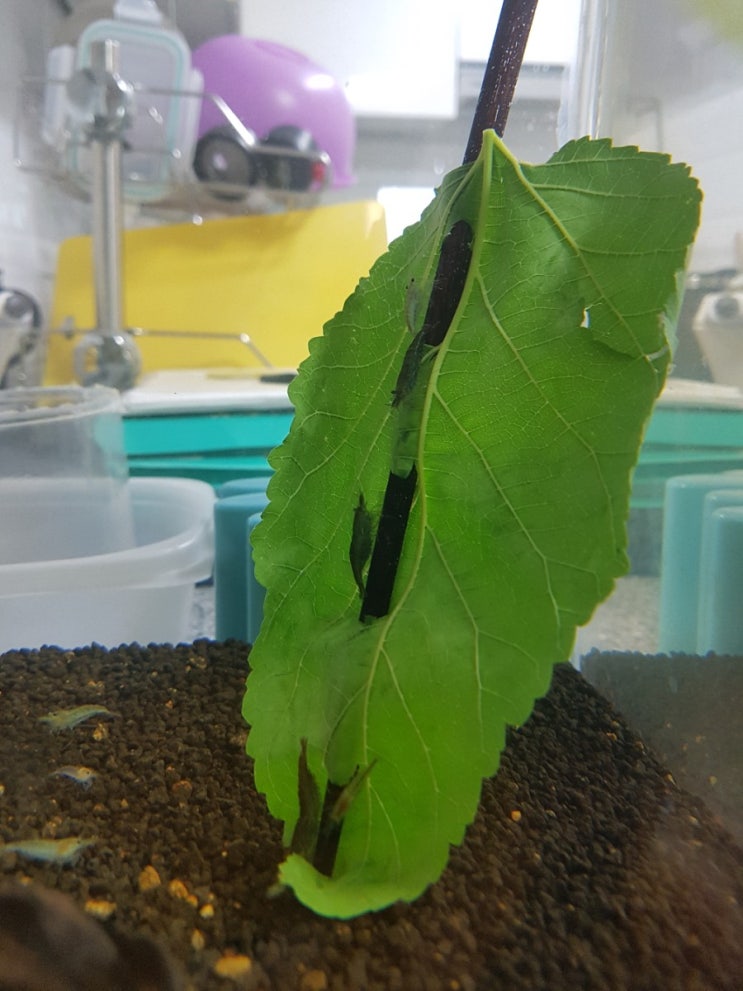  새우먹이 뽕나무잎으로 건강하게 키운다고?? ㅎ