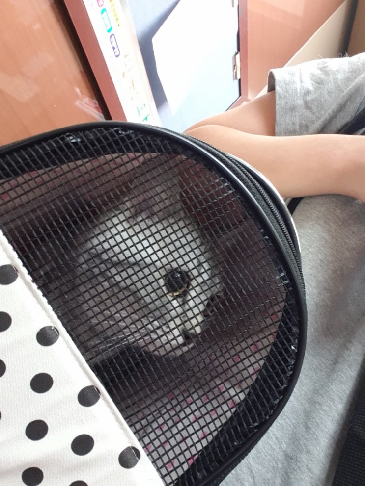  쿠키의일상 / 첫 외출한곳은 동물병원?!