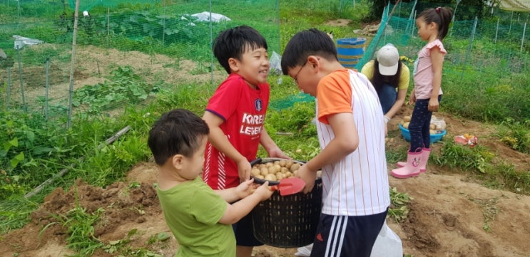  아이들과 텃밭 감자수확 이벤트