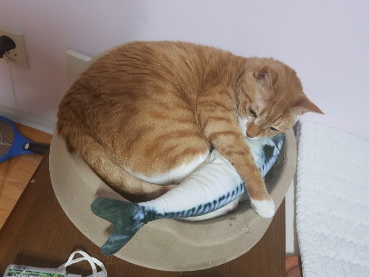  고양이와 집순이와 탄죠비