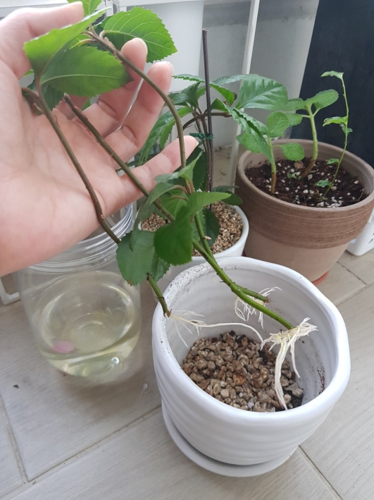  반려식물키우기/산호수물꽂이