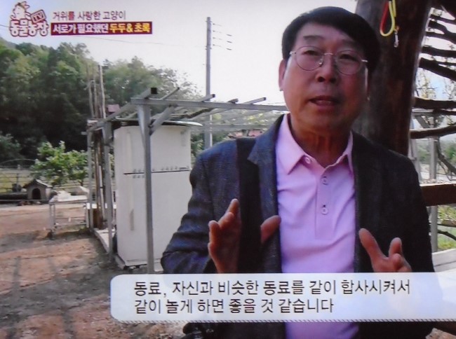  동물의 모성 본능 - 고양이 '초록'이와 거위 '두두'