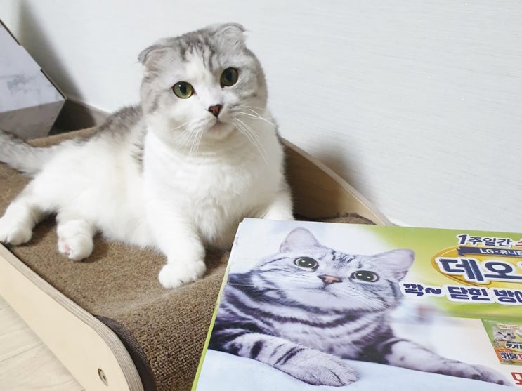 코스트코 고양이용품 가격 정보 (+유니참 데오토일렛)