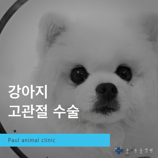 강아지 고관절 이형성 수술, 뼈 수술, 뒷다리 수술 & 성남 분당 24시 폴 동물병원(정자동, FHNO, LCPD)