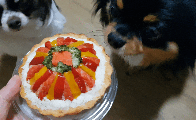 강아지간식; 강아지 케이크 '펫테이블 수제간식' 댕댕이들 너무 잘먹네!