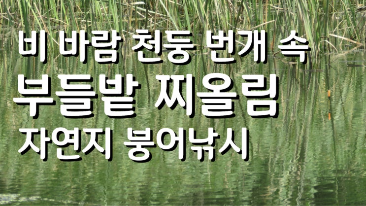  붕어낚시 찌올림, 멋진 수로 부들밭에서 비 바람 천둥 번개 속 가변채비 찌올림, 물가에선나무 붕어 낚시 동영상