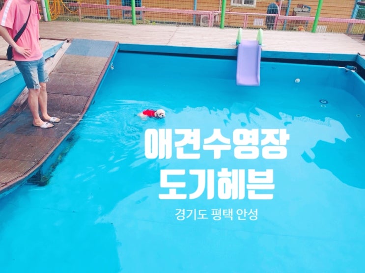  평택 안성 강아지 운동장 부터 애견 수영장 까지 도기헤븐