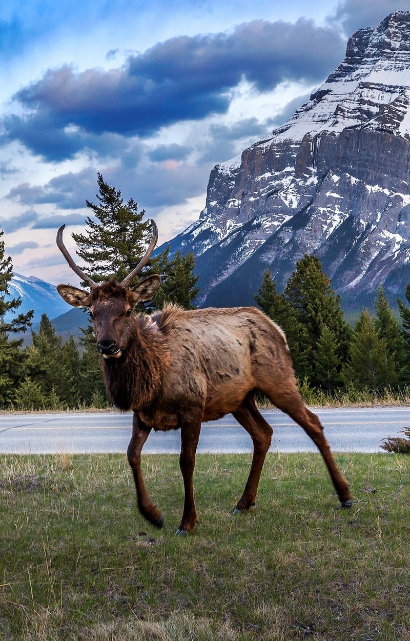 사냥터를 위한 실물 크기 청동 야생 동물 조각상 10선, image size:800x1250