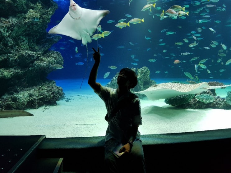  도쿄워홀] 이케부쿠로 선샤인시티 아쿠아리움(サンシャイン水族館), 오늘도 소고기