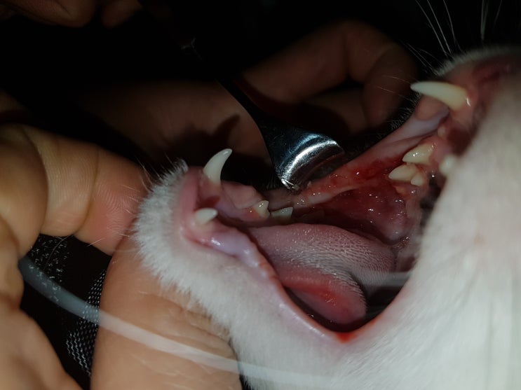 광주 고양이 치과 - 고양이 발치 (1) - Atraumatic Extraction(비 외상성 발치)
