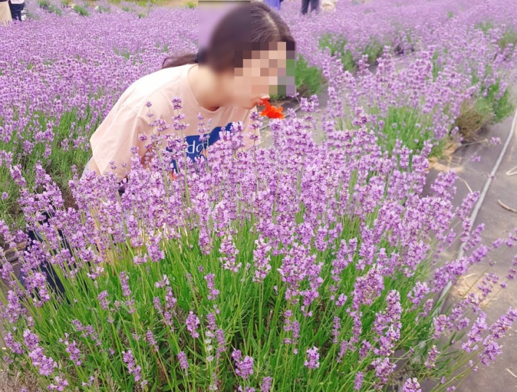  고성 라벤더축제::하늬라벤더팜 주차팁:: 세모녀 여행 후기