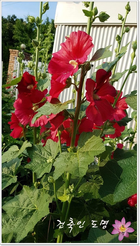  장마가 얼마 남지 않은 6월 중순의 마당 일기