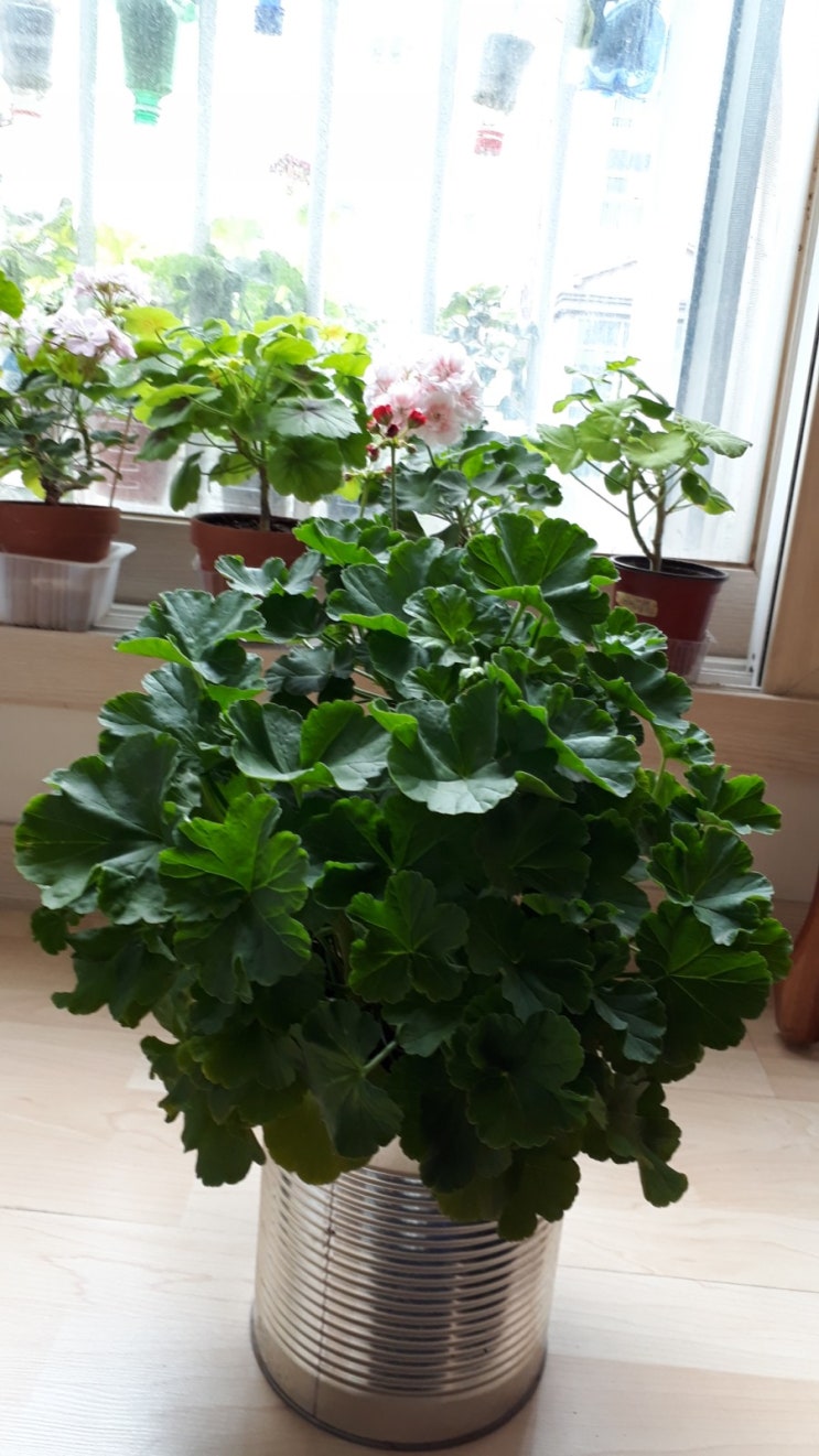  캔디볼레드와 루시코랄파종이