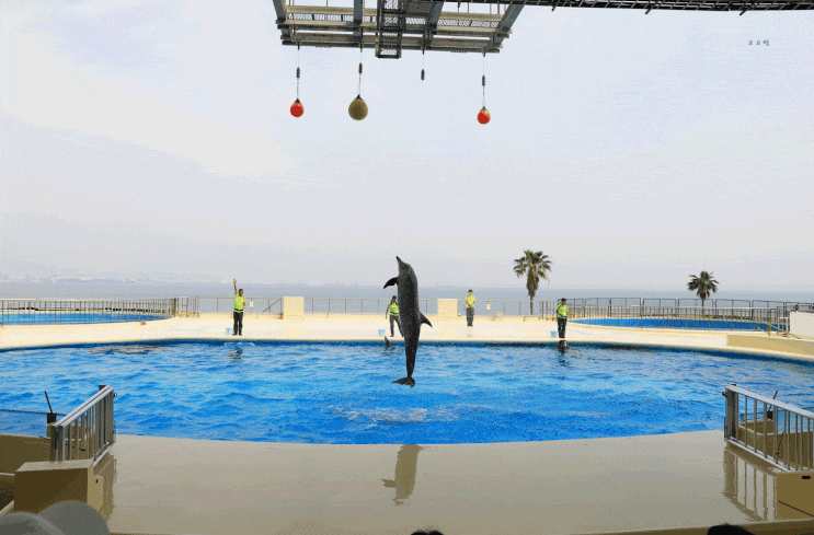일본 후쿠오카 여행 : 후쿠오카 마린월드 가는법 + 돌고래 공연