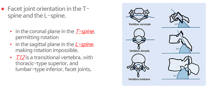 Groin Pain caused by T-L junction problem (사타구니가 아파요) (2편) : 네이버 블로그