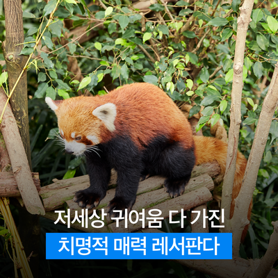  귀여움이 이 세상 귀여움이 아니다! 레서판다의 귀여움은 저 세상 것!