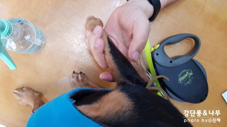  강아지 심장사상충 키트 검사 피검사 결과 비용