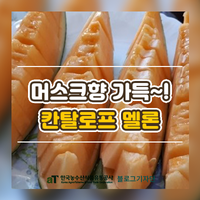 고급진 머스크향이 나는 ‘칸탈로프 멜론’