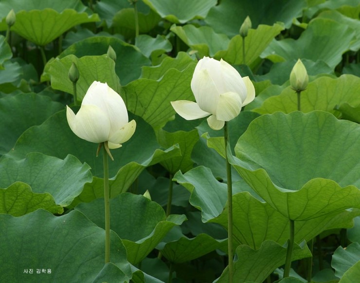  수련(Water lily)