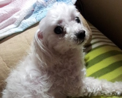 비내리는 저녁 그리고 그리움.. 비내리는 저녁 그리고 그리움..