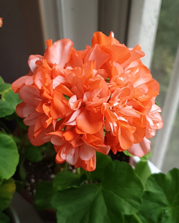  오렌지빛  꽃
