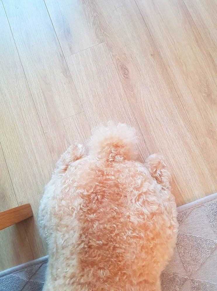  과거의 오늘_2년 전 또리