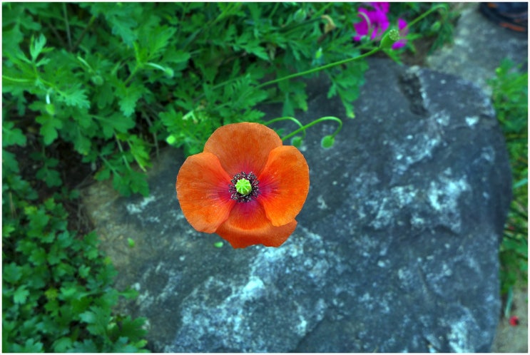  좀양귀비 Papaver dubium L.