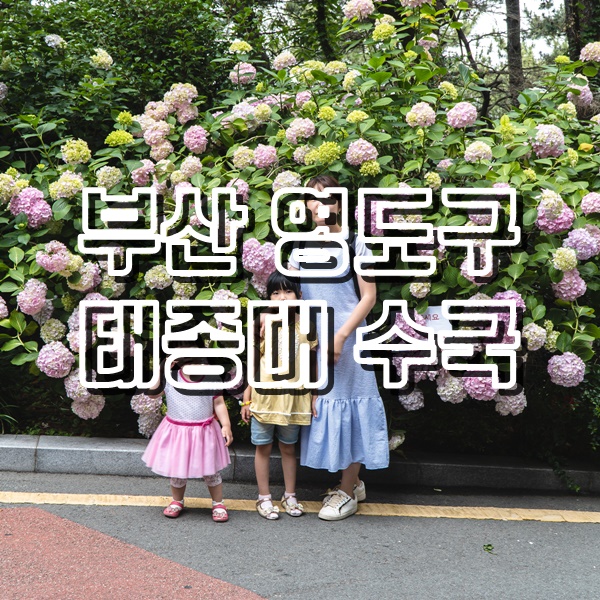  6월말 가볼만한곳 부산 태종대 수국축제