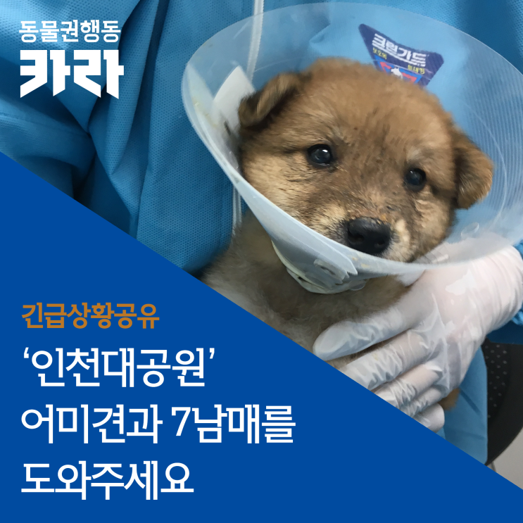  [긴급상황공유] 인천대공원에서 사람을 물었다고 오해받아 포획되었던 어미견 ‘뿌꾸’, 그리고 그 일곱 강아지들의 목숨이 위험합니다.