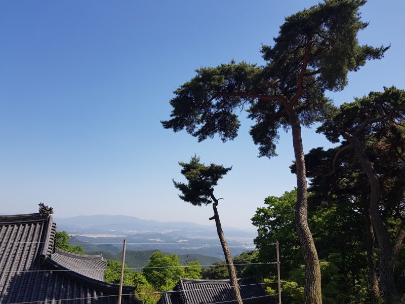 인목(寅木)에 대하여..음양오행 지지 [사주 명리학] 📖 : 네이버 블로그