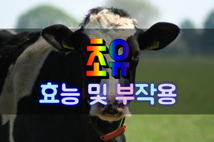  면역력을 높이는 초유 효능 및 부작용