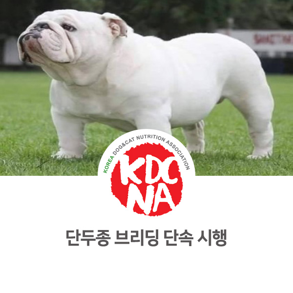  [반려동물 정보 뉴스] 네덜란드 단두종 강아지 브리딩 단속_24