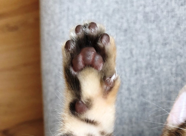 고양이발바닥 케어밤 :: 건조한 젤리, 마라피키 케어밤으로 촉촉하게! 고양이발바닥 케어밤 :: 건조한 젤리, 마라피키 케어밤으로 촉촉하게!