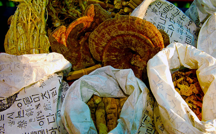 녹각영지버섯 노루궁뎅이버섯 표고버섯 체험농장