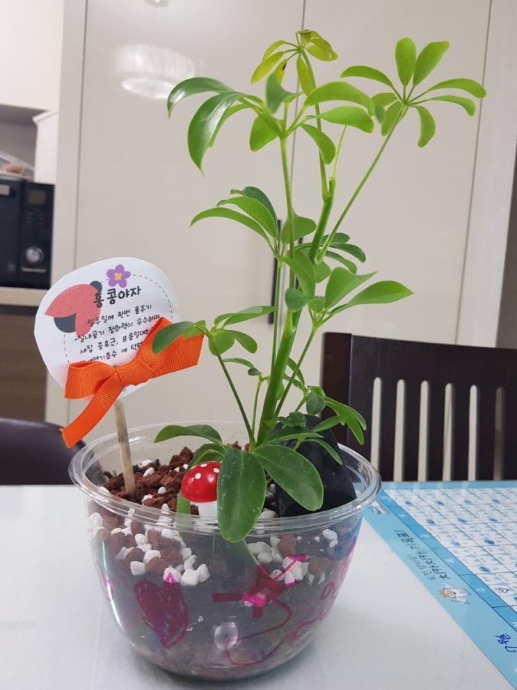  새식구. 홍콩야자. 아이유치원에서