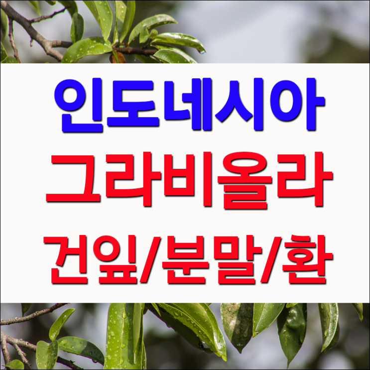  인도네시아 그라비올라 효능 그리비올라 잎 분말 가격 파는곳